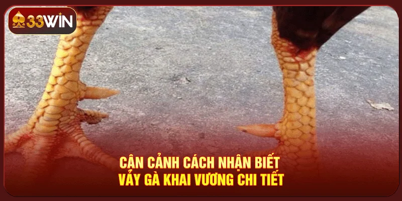 Vảy Gà Khai Vương Vảy Gà Khai Vương