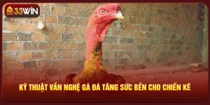 Kỹ Thuật Vần Nghệ Gà Đá
