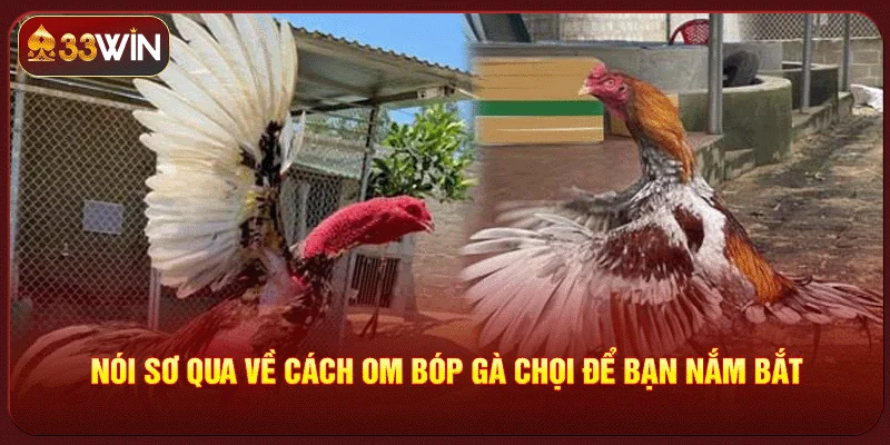 Cách Om Bóp Gà Chọi Đúng Cách Om Bóp Gà Chọi Đúng