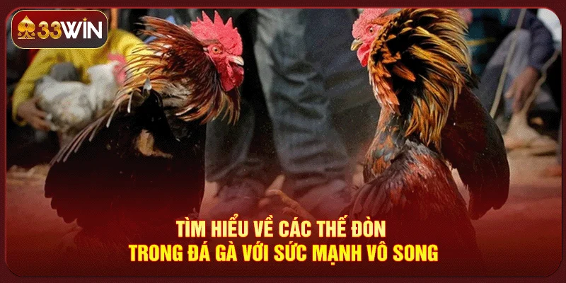 Các Thế Đòn Trong Đá Gà Các Thế Đòn Trong Đá Gà