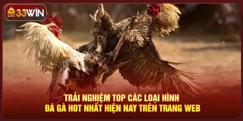 Đá Gà 33Win Đá Gà 33Win